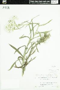 Anaphalis margaritacea image