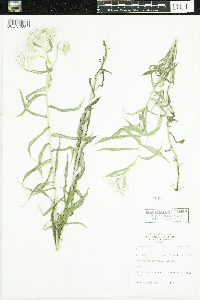 Anaphalis margaritacea image