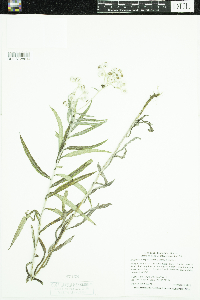 Anaphalis margaritacea image