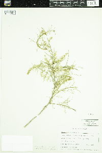 Ambrosia salsola image