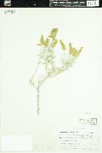 Image of Ambrosia dumosa