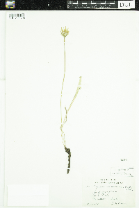 Agoseris aurantiaca image