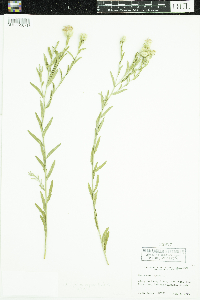 Acroptilon repens image