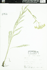 Achillea millefolium image