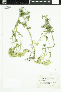 Achillea millefolium image