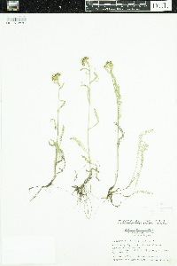 Achillea millefolium image