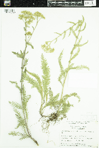 Achillea millefolium image