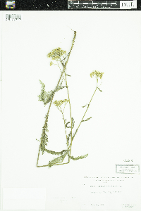 Achillea millefolium image