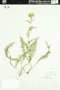 Achillea millefolium image