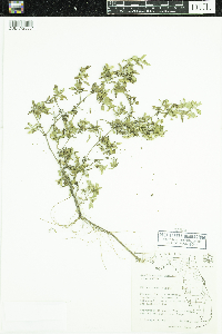 Image of Acanthospermum australe