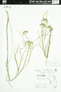 Asclepias longifolia image