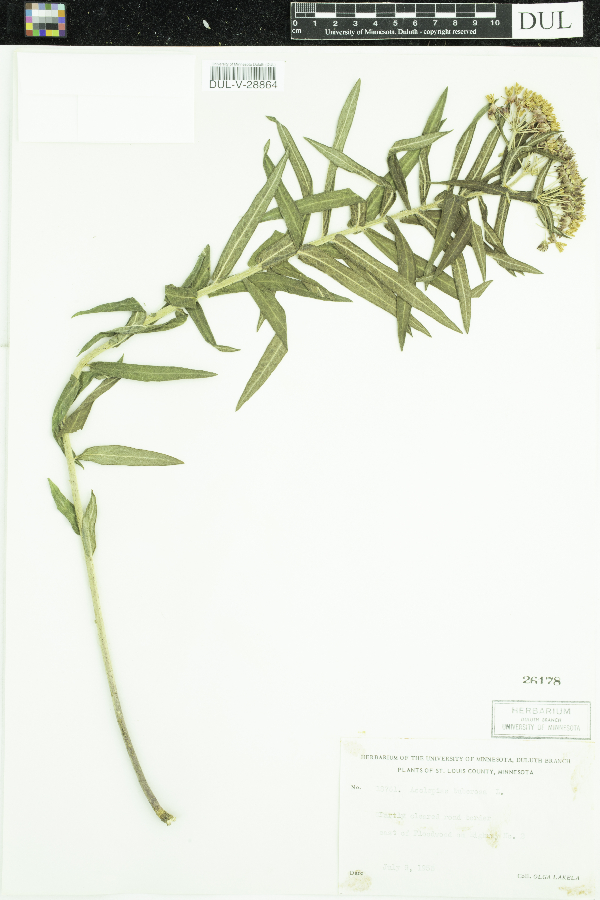 Asclepias tuberosa image