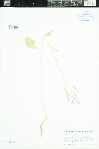 Brassica juncea image