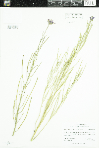 Hesperis pycnotricha image