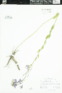 Hesperis pycnotricha image