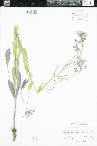 Hesperis pycnotricha image