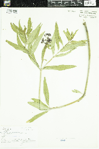 Asclepias incarnata image