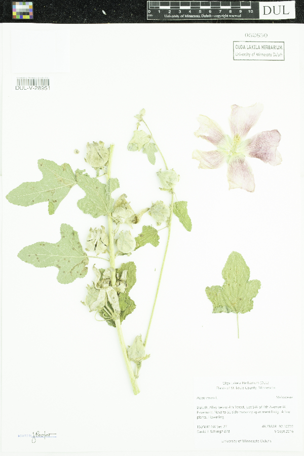 Alcea rosea image