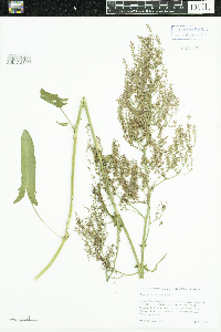 Rumex thyrsiflorus image