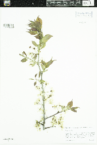 Prunus nigra image