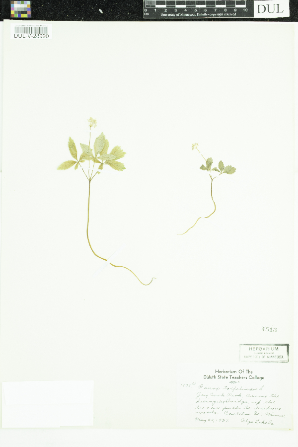 Araliaceae image