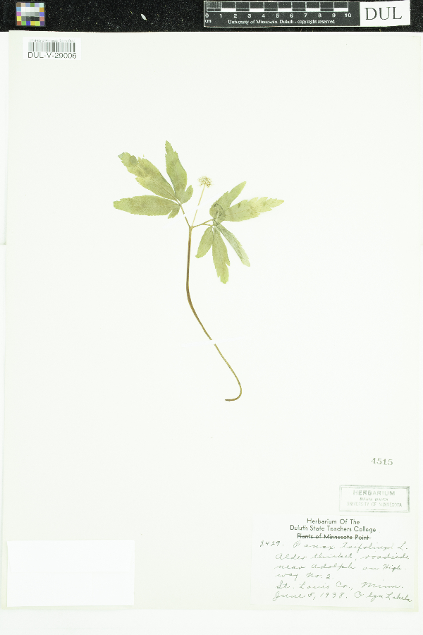 Panax trifolius image