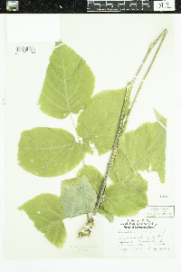 Aralia racemosa image