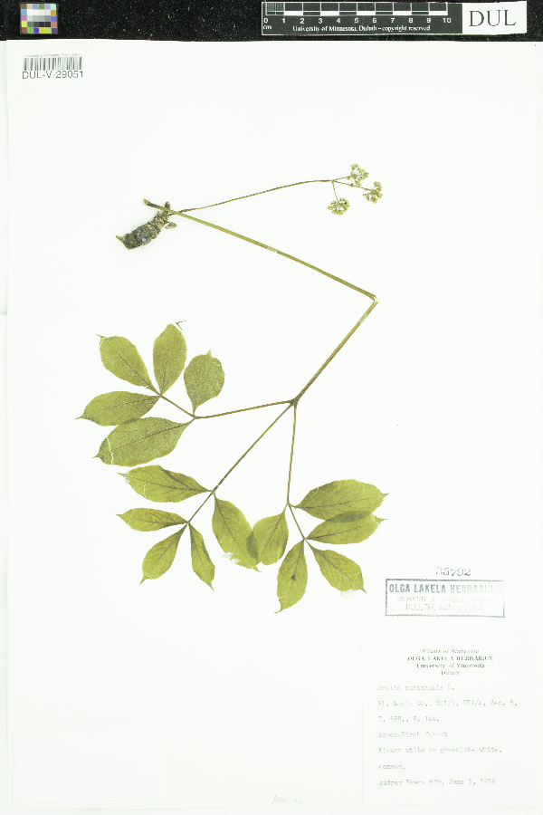 Araliaceae image