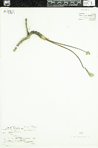 Aralia nudicaulis image