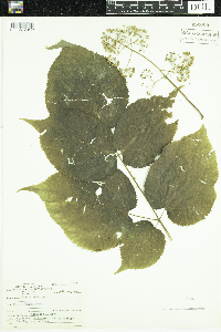Aralia racemosa image