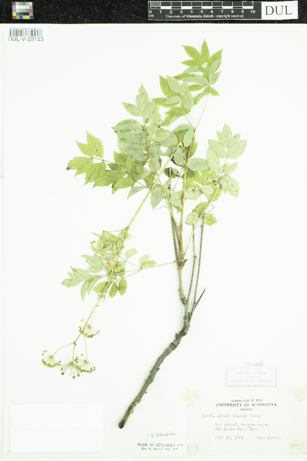 Aralia image