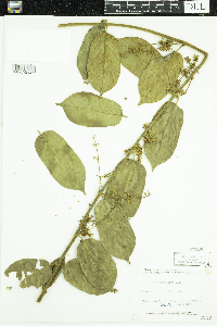 Image of Oncinotis picta