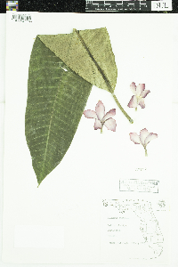 Plumeria rubra image