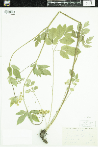 Zizia aurea image