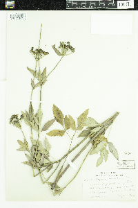 Zizia aurea image