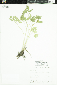 Zizia aurea image