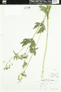 Zizia aurea image