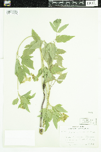 Zizia aurea image