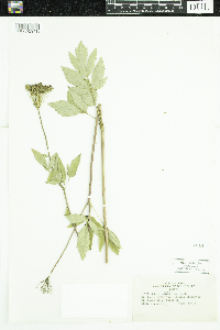 Zizia aurea image