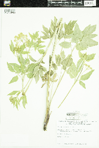 Zizia aurea image