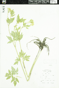 Zizia aurea image