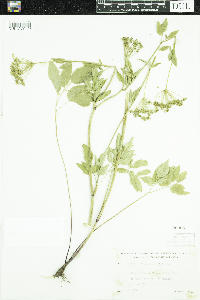 Zizia aurea image