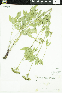 Zizia aurea image