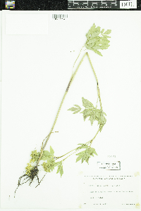 Zizia aurea image