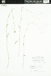 Image of Spermolepis divaricata