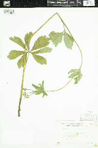 Sanicula marilandica image