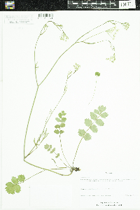 Pimpinella saxifraga image