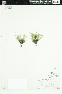 Image of Musineon tenuifolium
