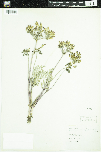 Image of Lomatium macrocarpum