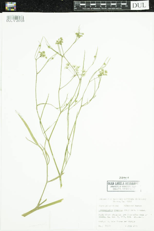 Limnosciadium pinnatum image